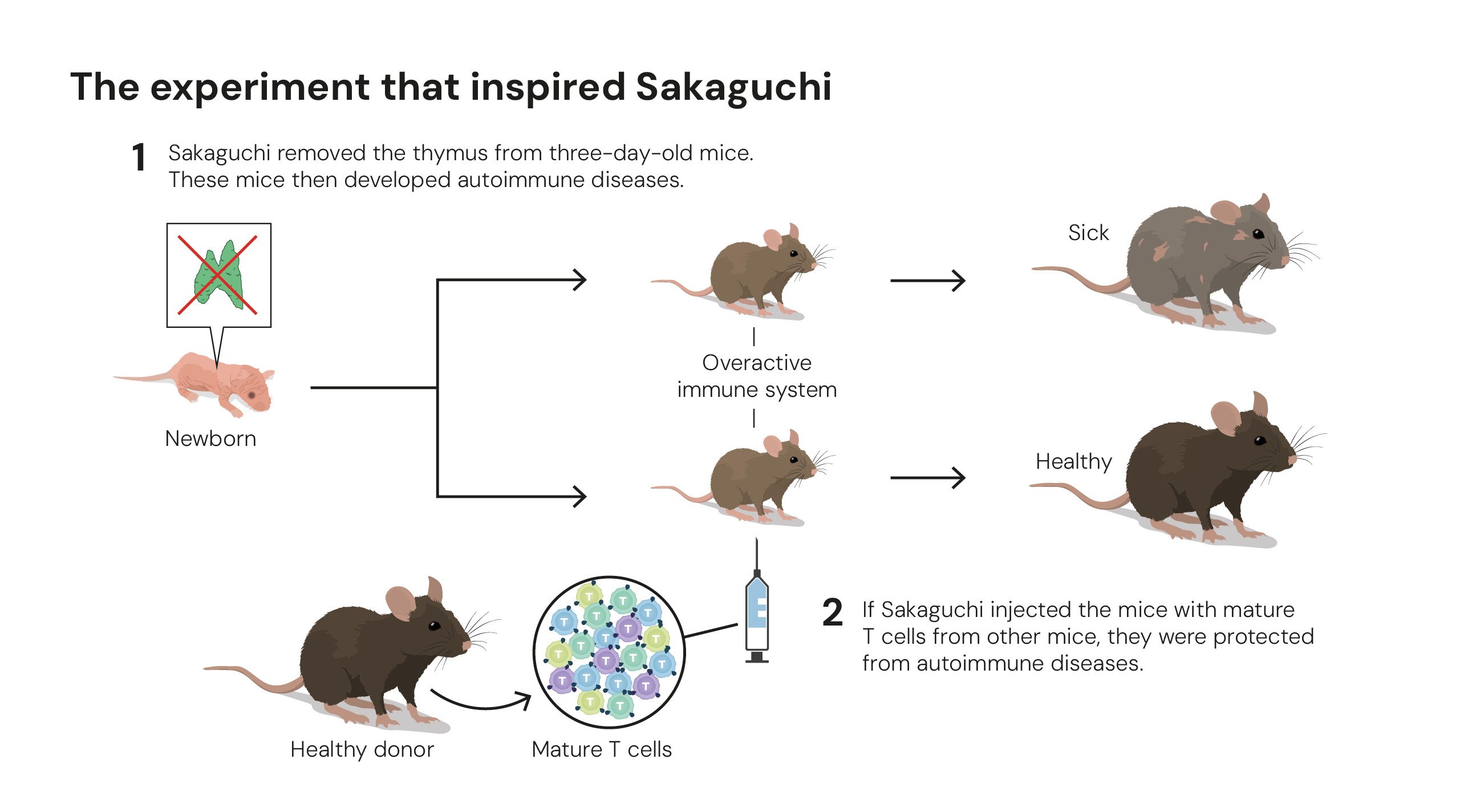 Sakaguchi's Experiment