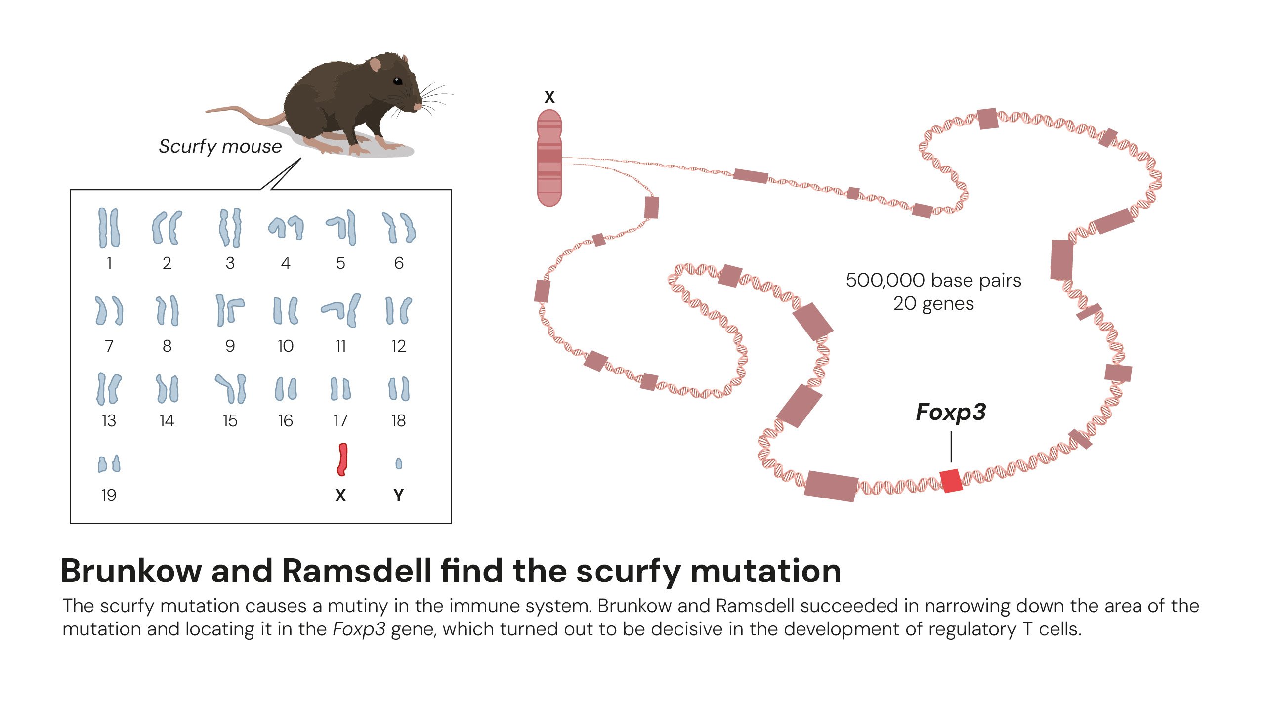 FOXP3 Gene Discovery